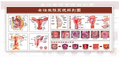 女性私密處構造|女性生殖系統